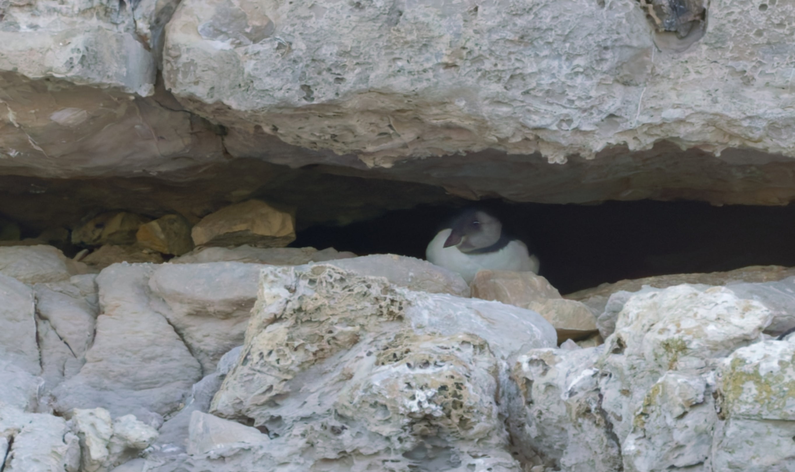 Fledgling puffin peeking out of a rock crevice.
