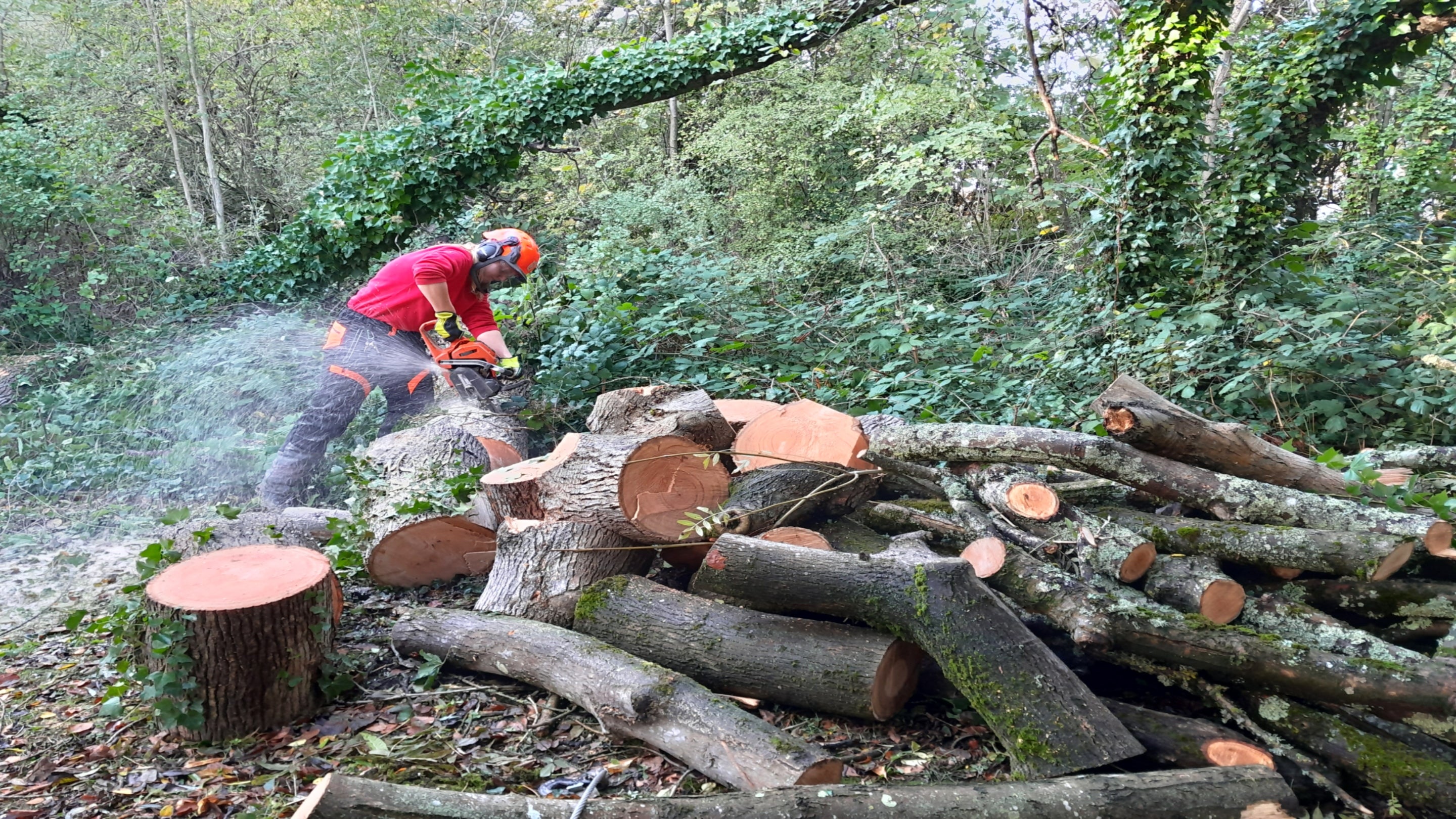 A ranger in red using a electric saw to chop up logs.