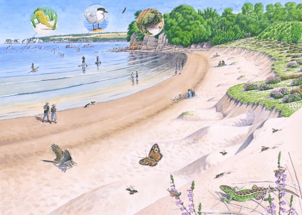 A beautiful sandy cove fringed by sand dunes. People playing on the beach and in the sea, and lots of wildlife including birds and reptiles.