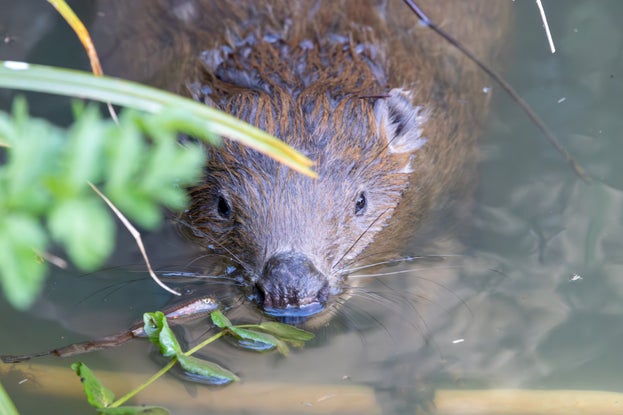Close-up of a beavers face, body submerged in water.