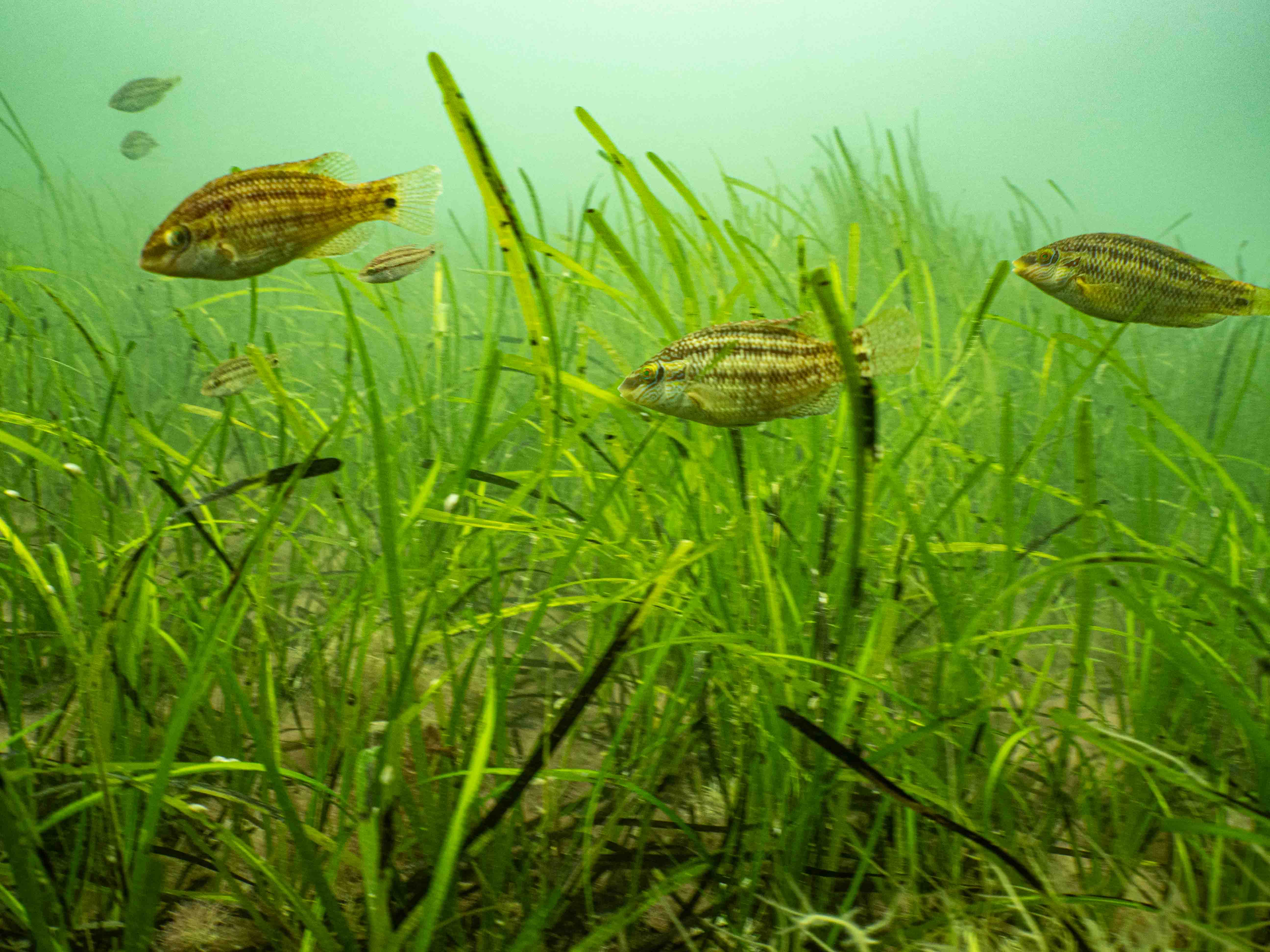 Seagrass with a shoal of fish swimming through.