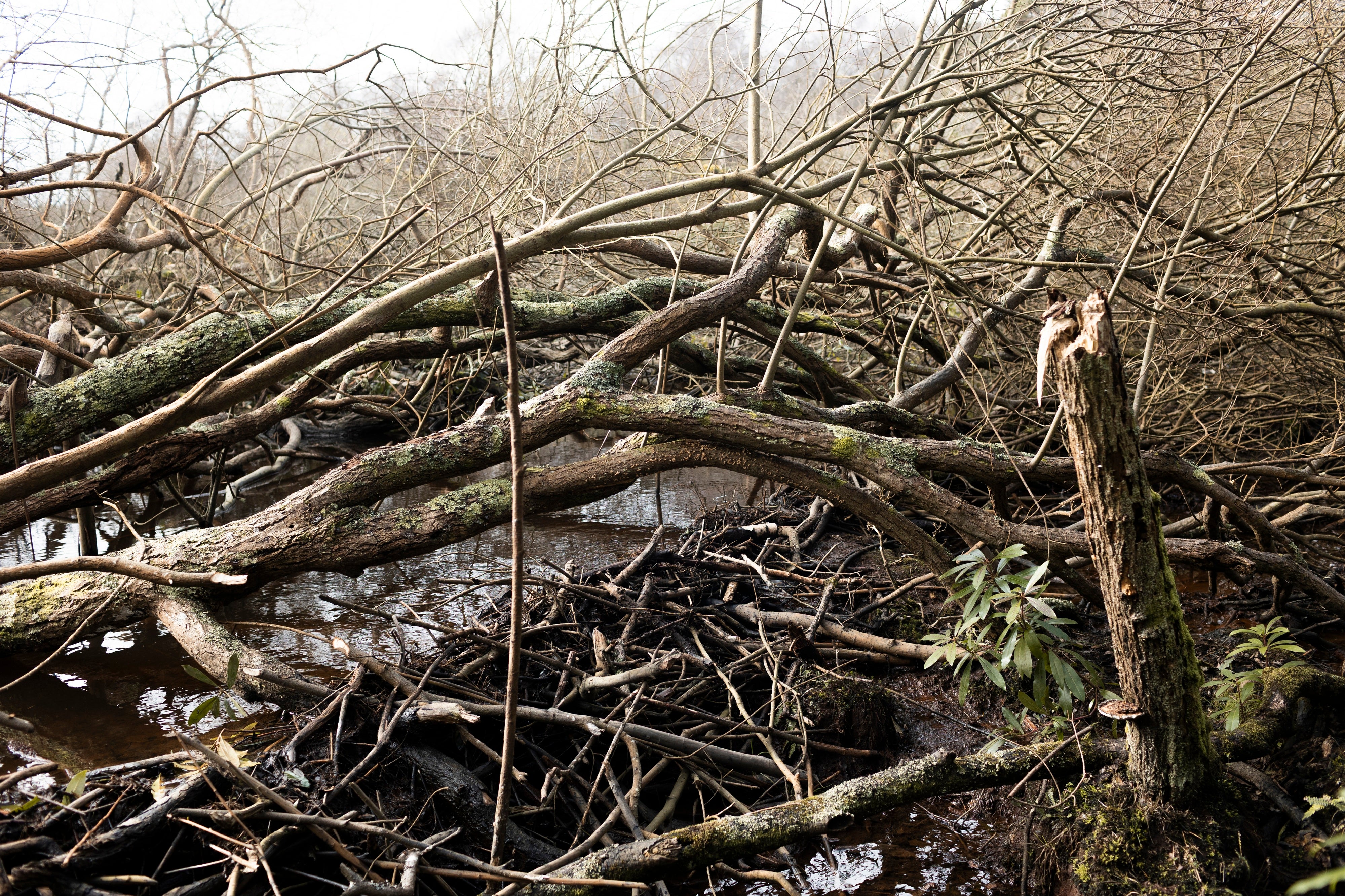 Close up of beaver dam made of intertwined branches