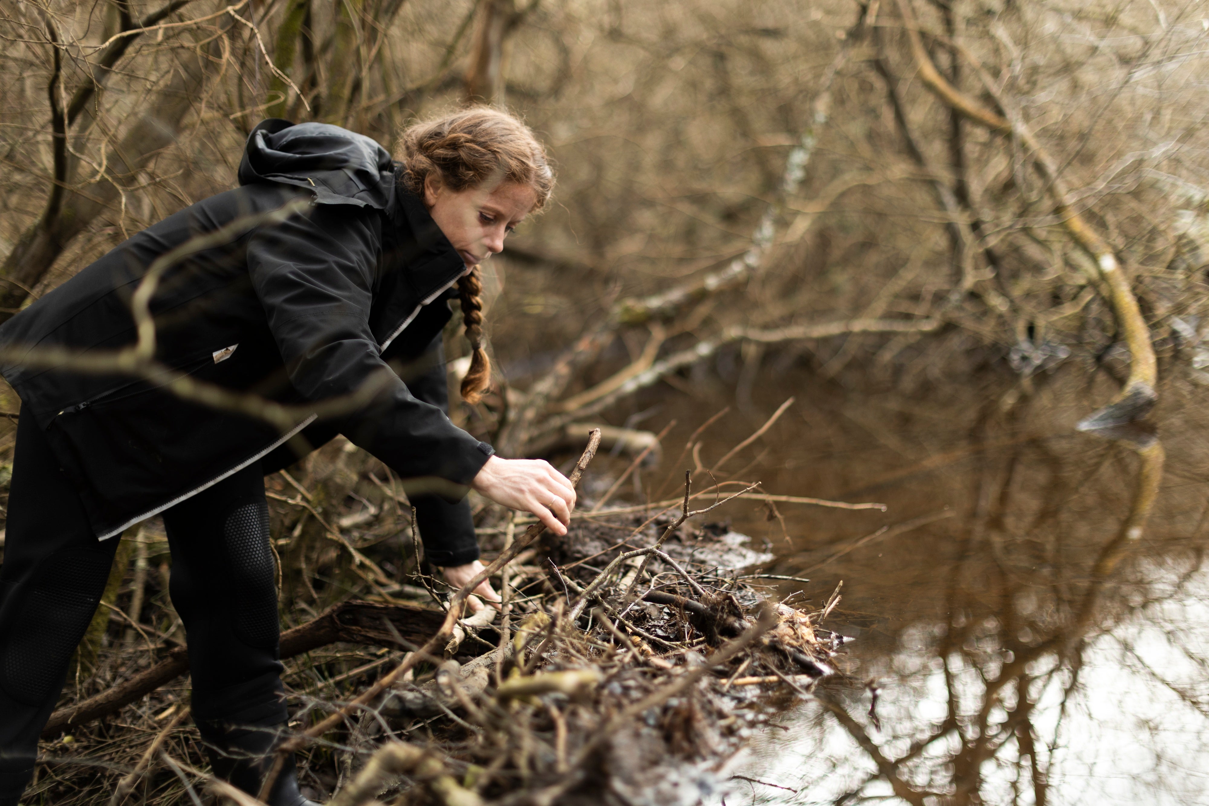 Woman leaning over and inspecting the extensive beaver dam made up of intertwined branches.