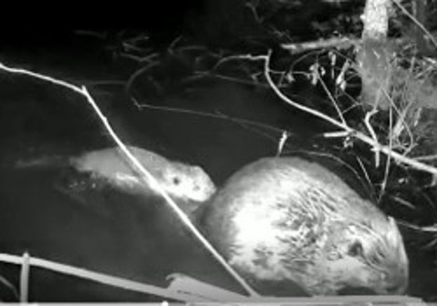 Adult beaver with smaller kit hehind it