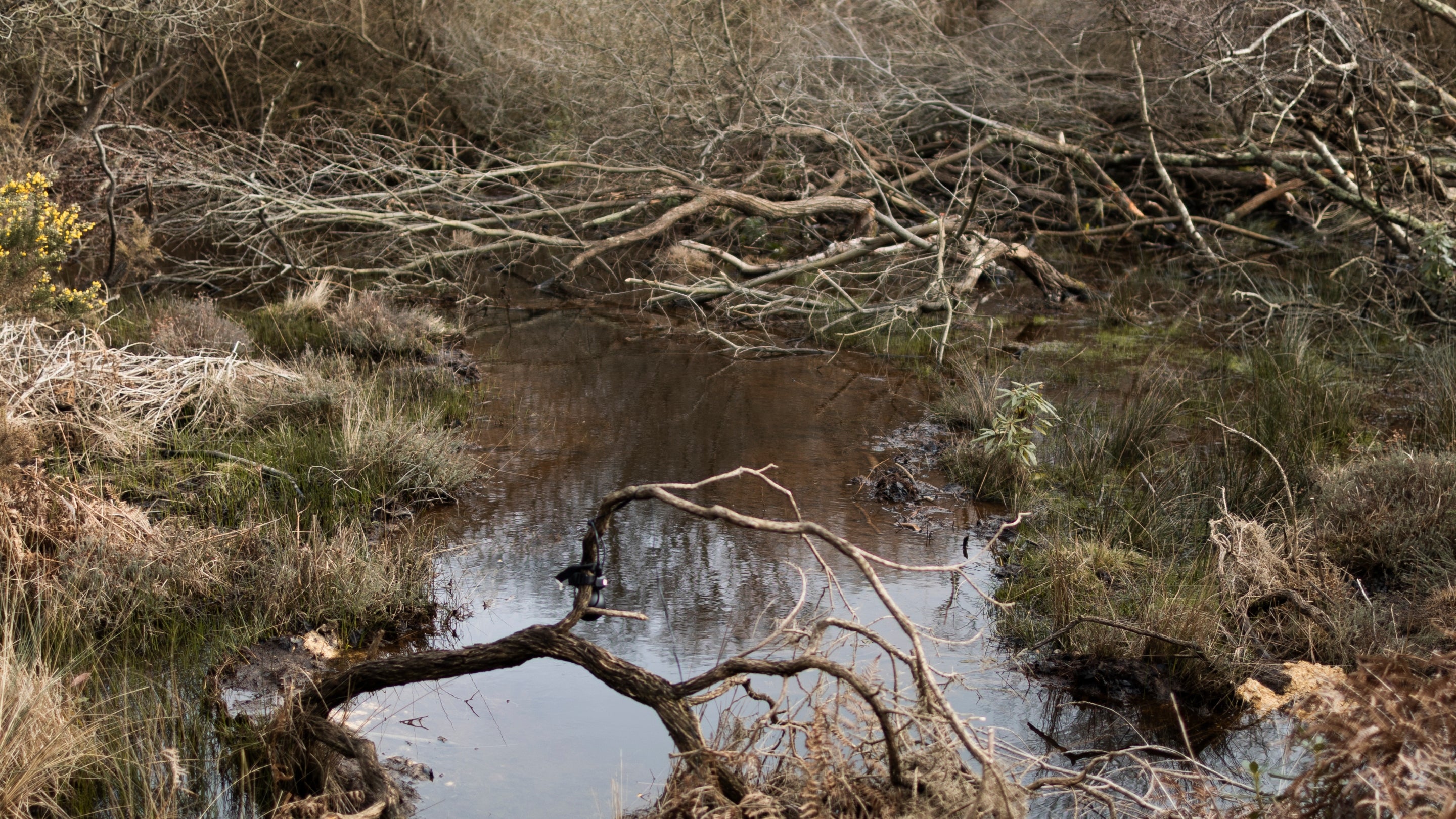 Deep pool surrounded by dense vegetation