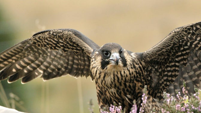 Close view of a Peregrine falcon near Old Harry Rocks, Studland Bay, Dorset