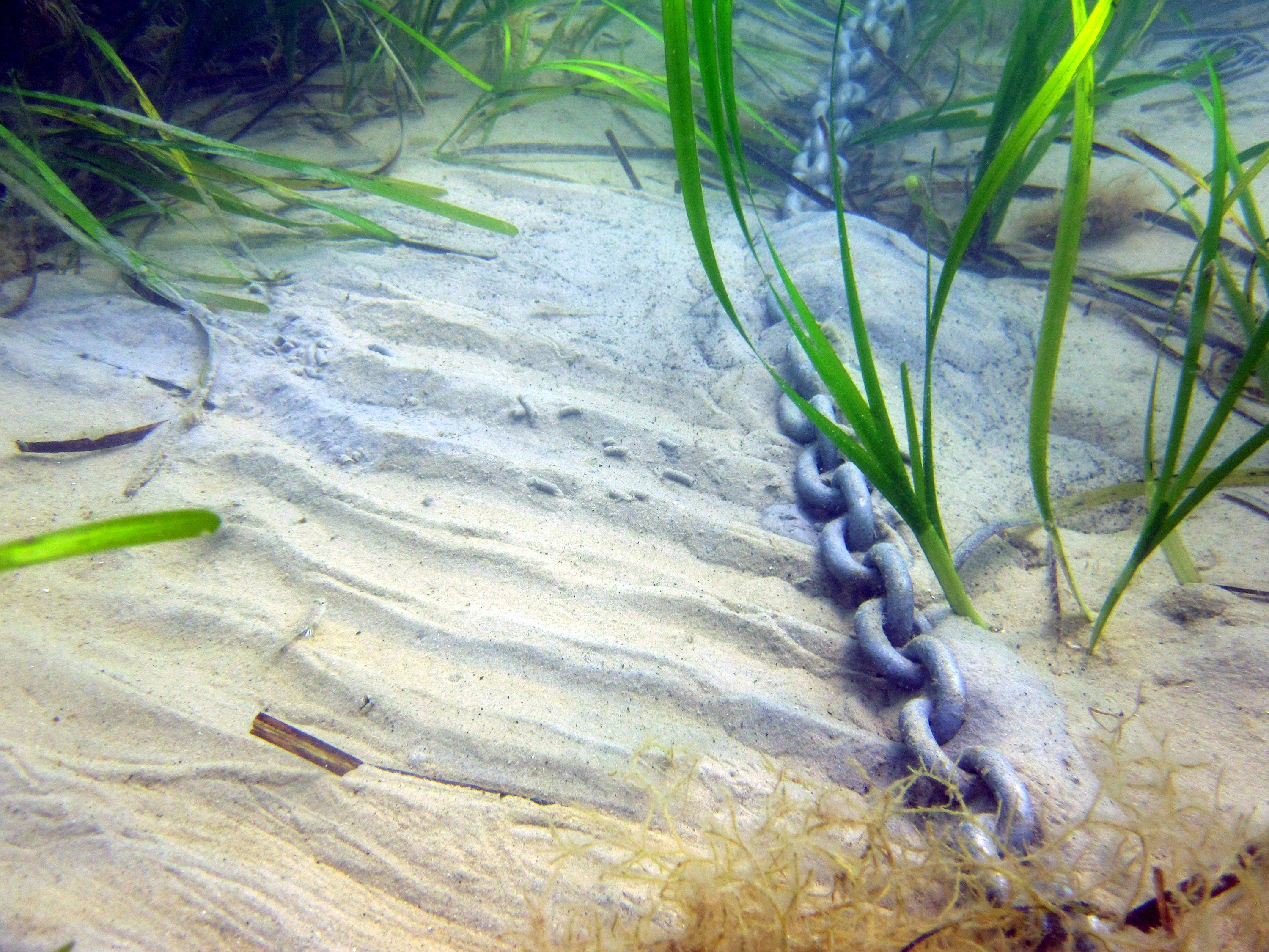 Anchor dragging through seagrass causing a bare patch.