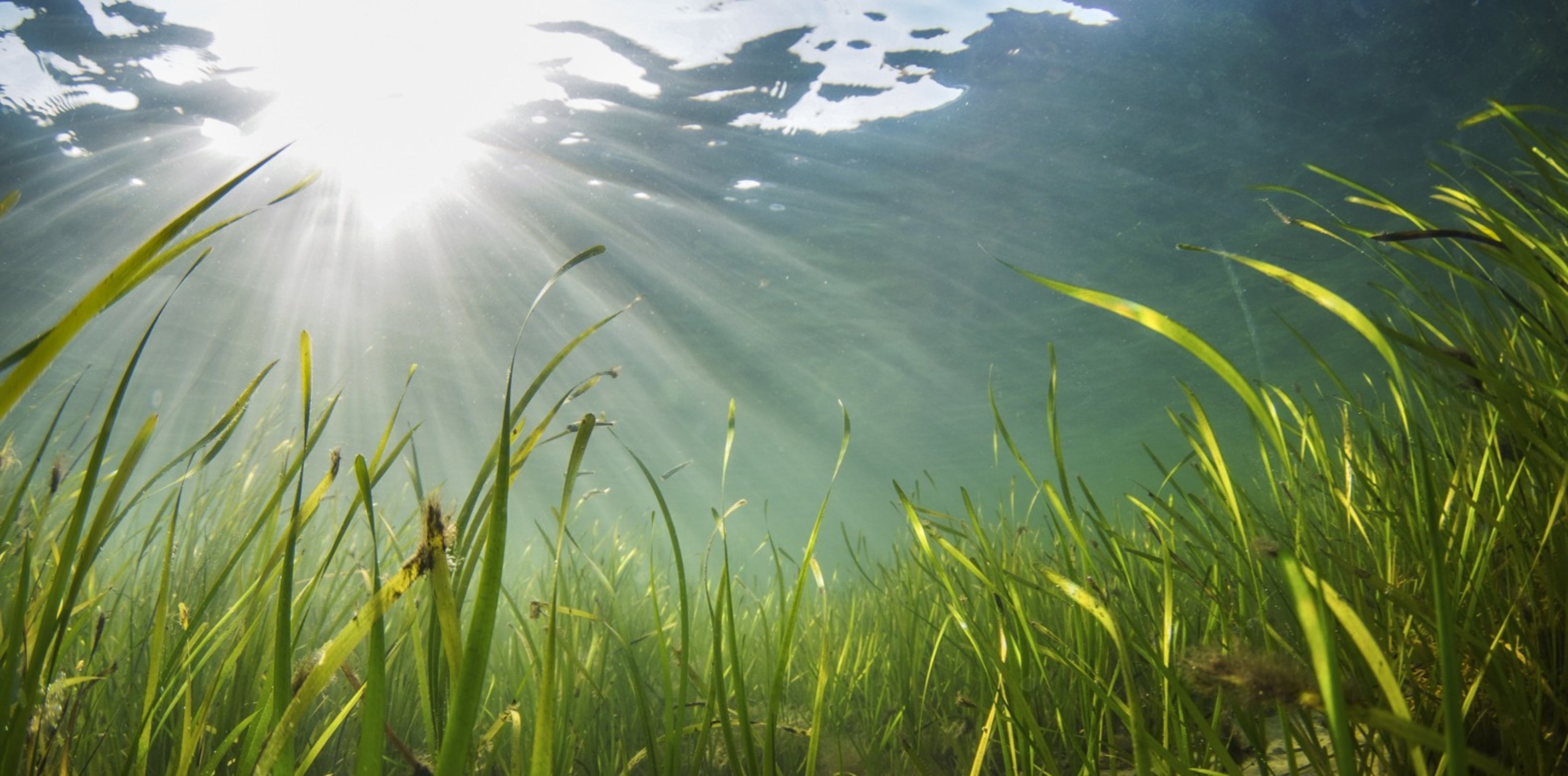 Bright green seagrass under the water with shafts of sunlight radiating down.