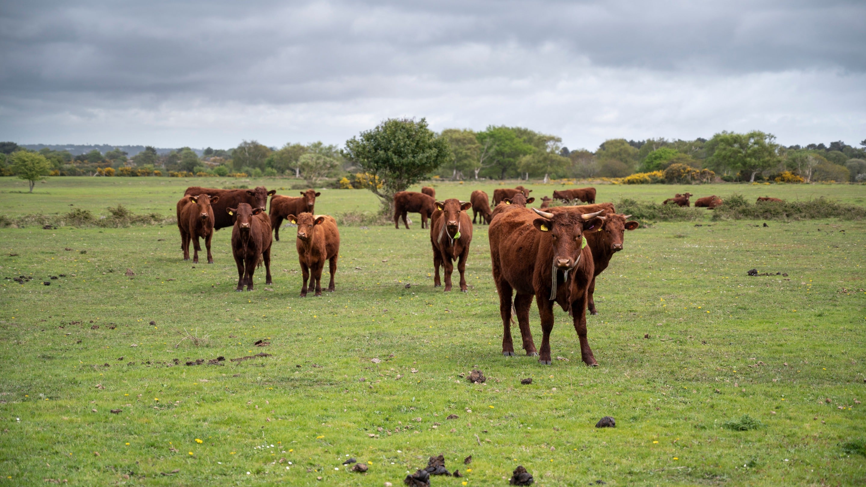 A herd of Red Devon cows wearing GPS collars in a field at Studland Bay, Dorset