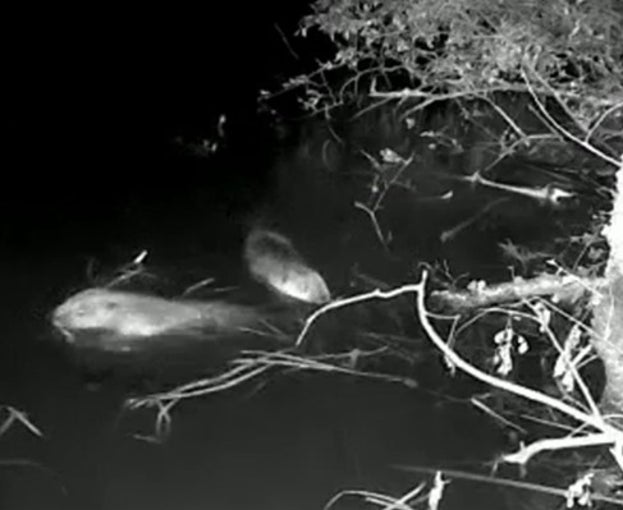 Two beaver kits in the water looking like they are playing