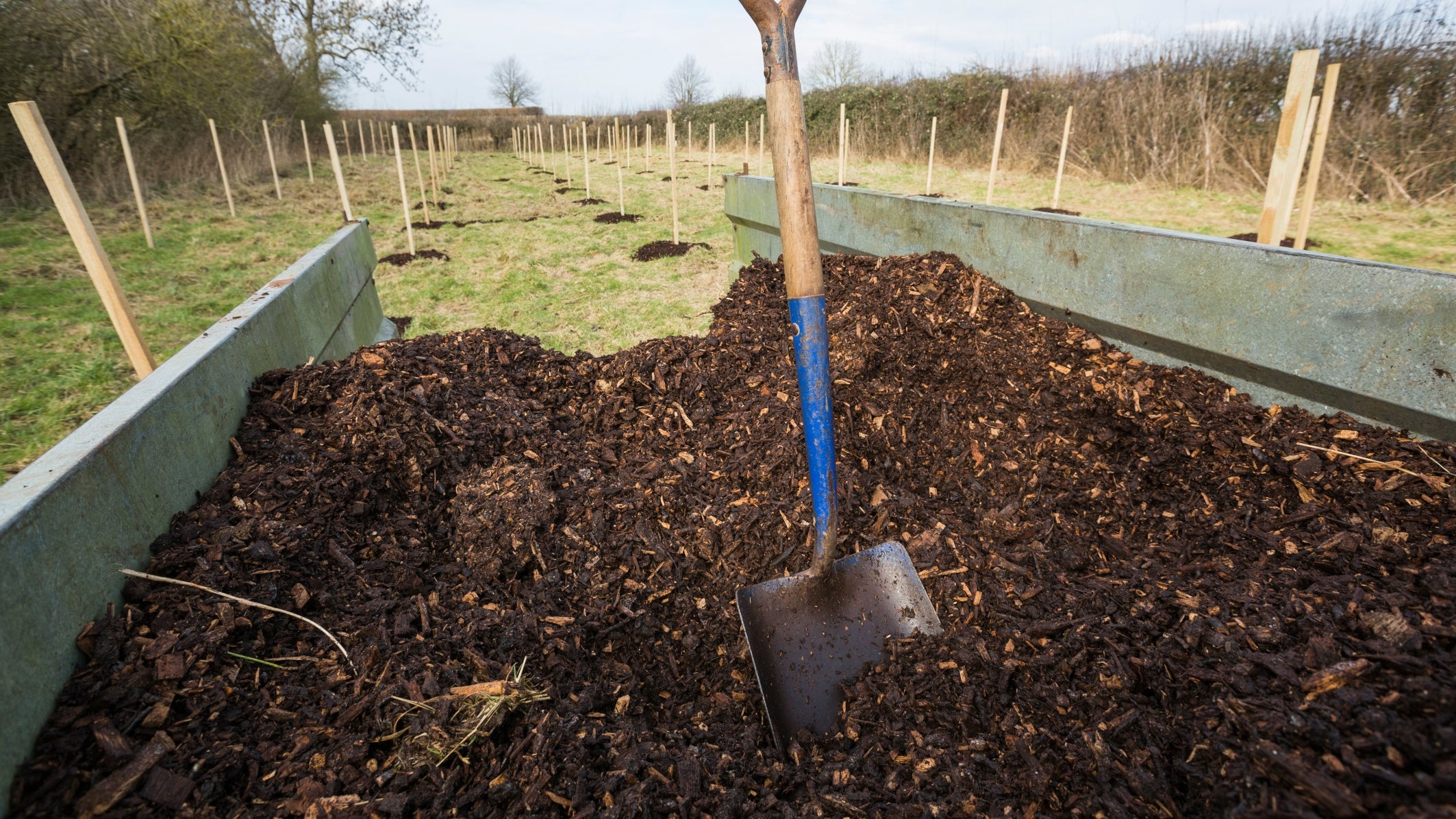 Tree planting at Kingston Lacy, Dorset