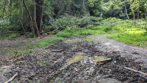 Damage caused by cars to the grass verges in Ashridge Estate