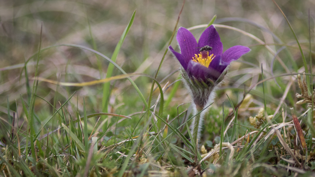 A rare Pasque flower on the Ivinghoe Hills