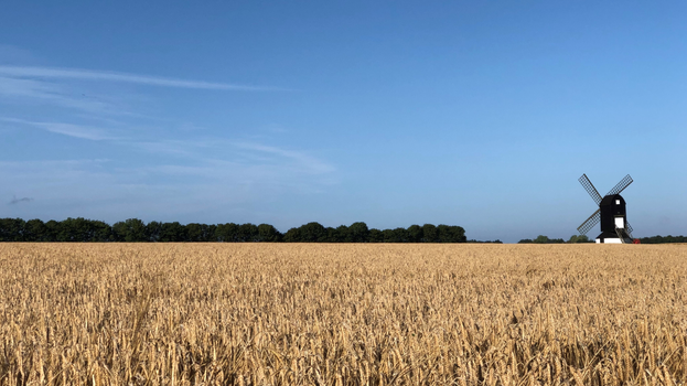 Pitstone Windmill sat amongst fields of wheat