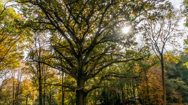 The Great Oak at Ashridge Estate, with the sun in the background
