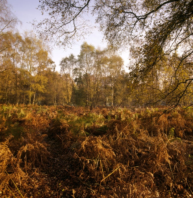 View of deep orange autumnal ferns and trees in a clearing on Ashridge Estate