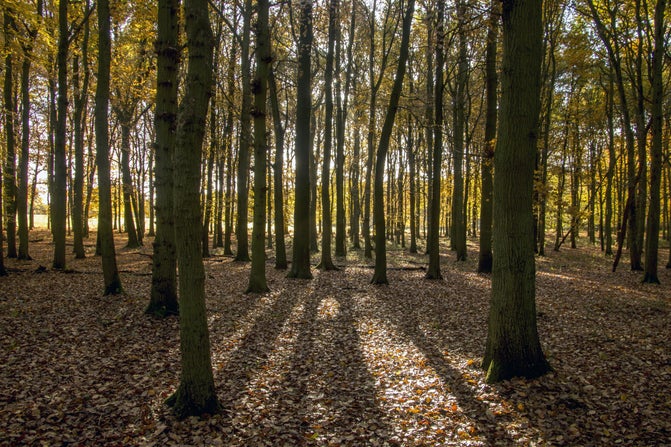 Dockey Wood at Ashridge Estate in autumn