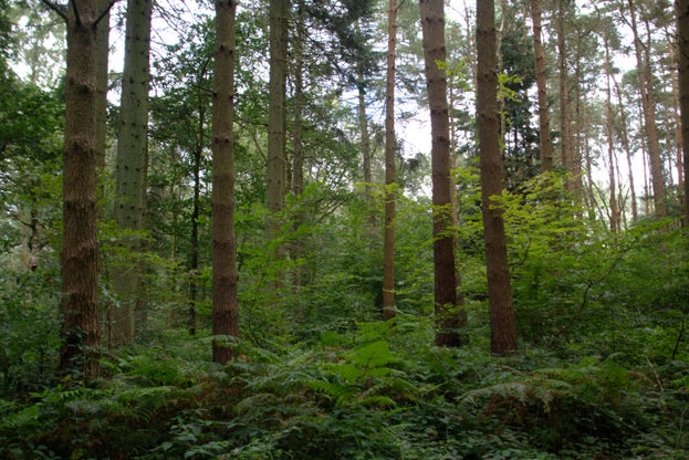 Thinning of conifers at Sallow Copse at Ashridge Estate