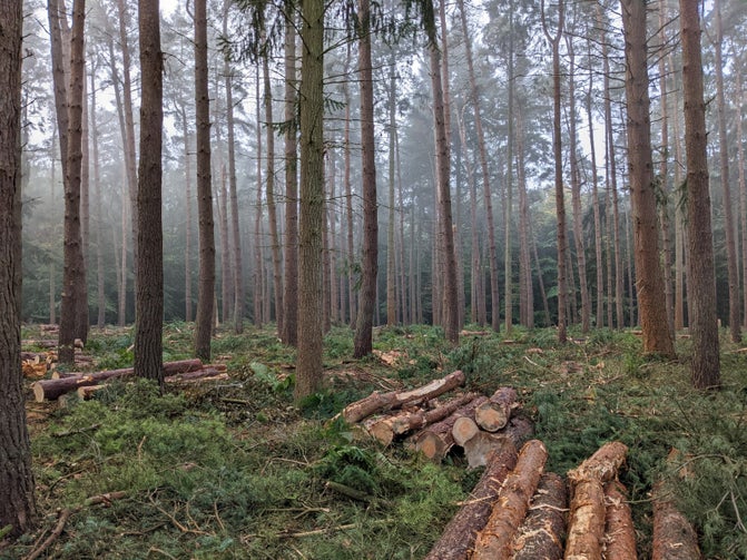 Thinning Ringshall Copse at Ashridge Estate