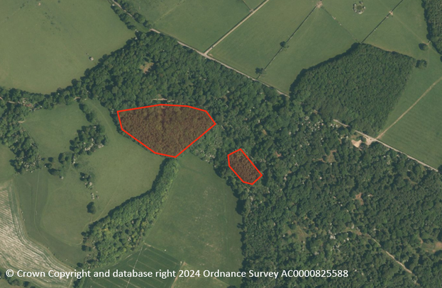 Map showing location of conifers being removed on Duncombe Terrace at Ashridge Estate