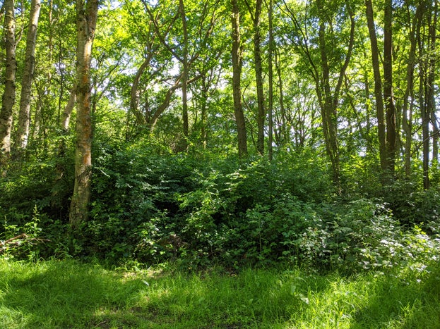 Berkhamsted-Common-woodland-regen