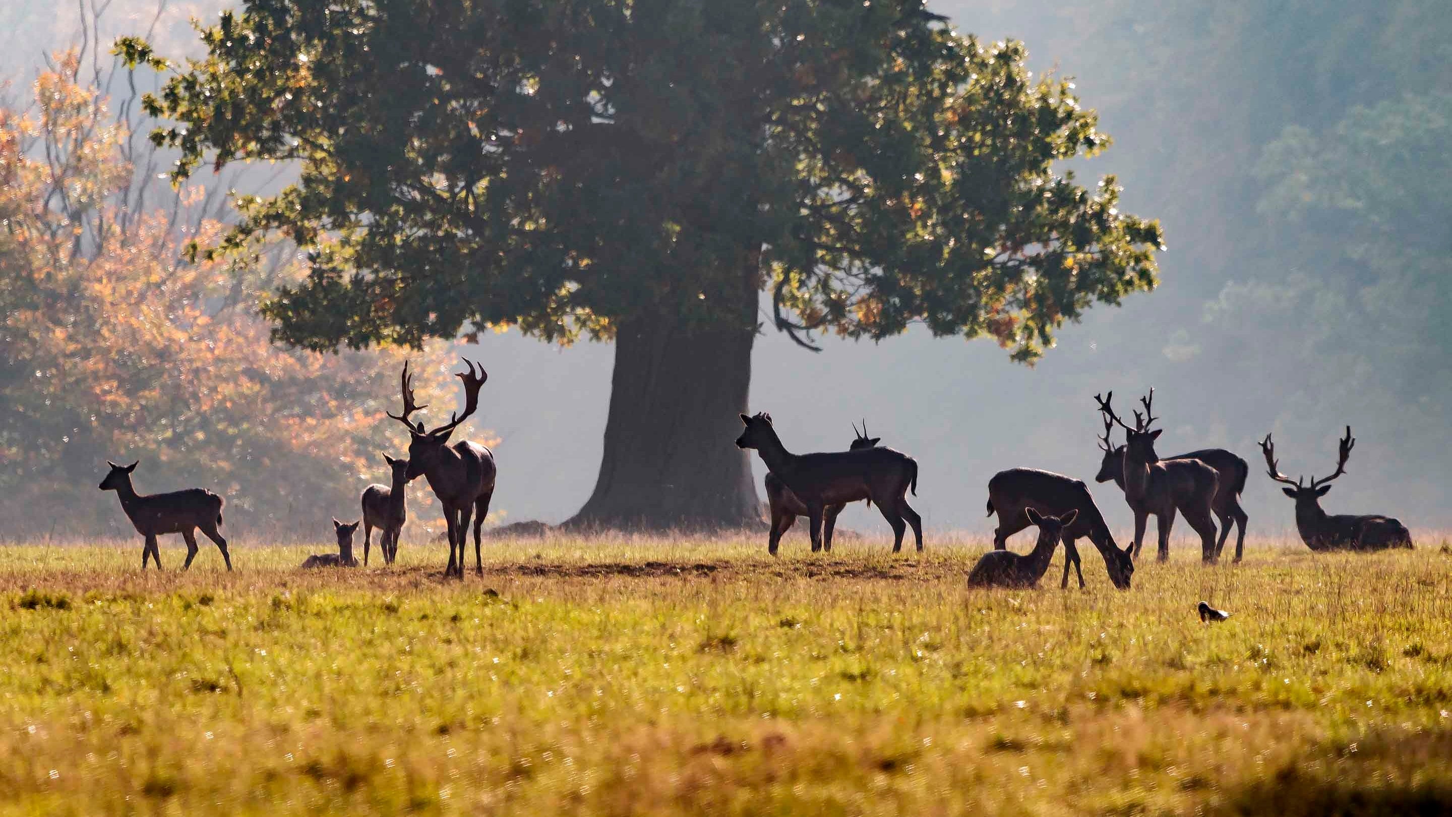 A herd of fallow deer underneath a tree at Ashridge Estate, Hertfordshire