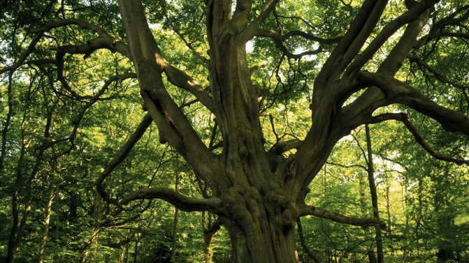 View of a large frithsden beech tree in the middle of the Forest at Ashridge Estate, Hertfordshire