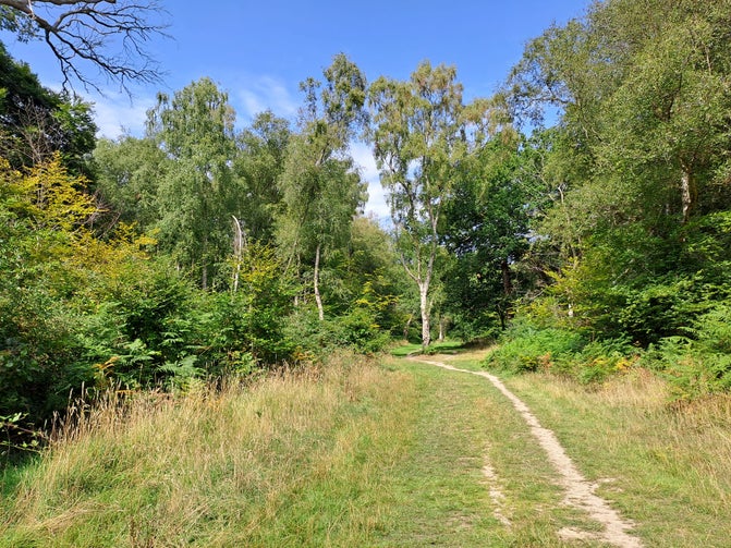 Ride widening at Ashridge Estate