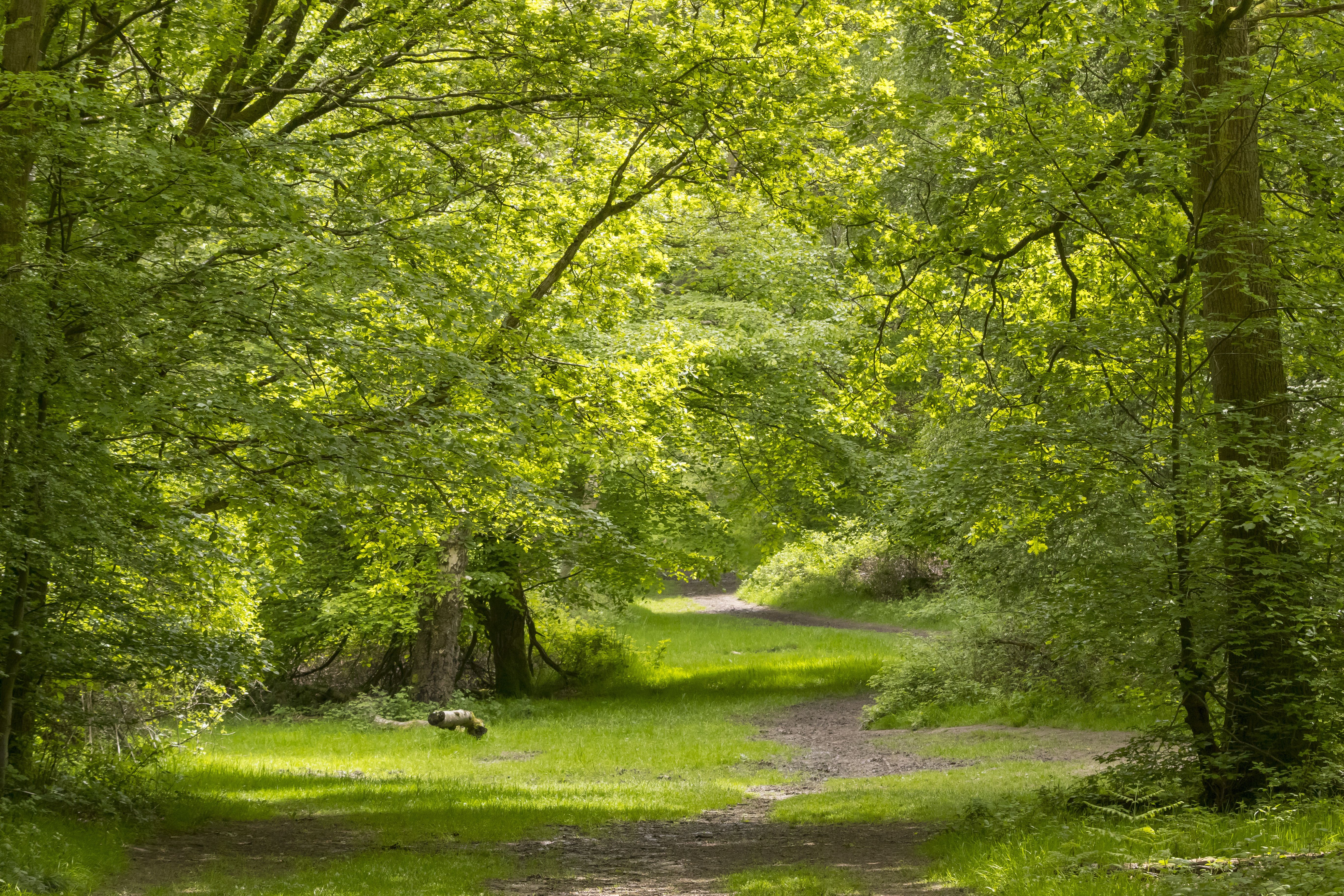 Woodland at Ashridge Estate