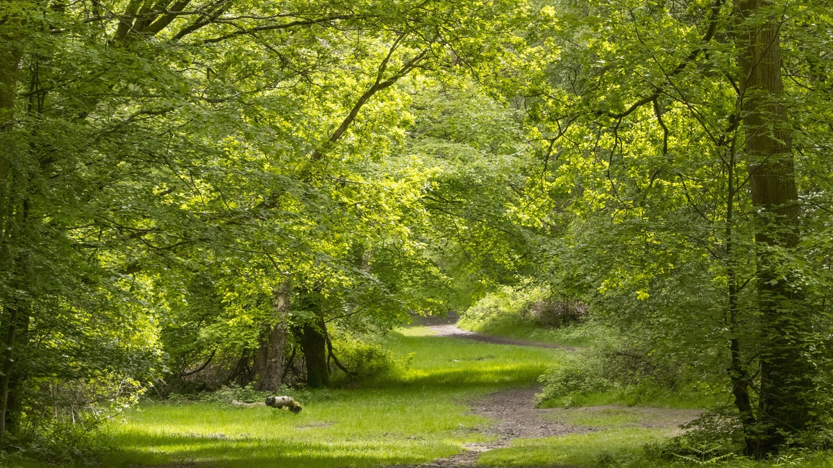 Sunlit ancient woodland at Ashridge Estate