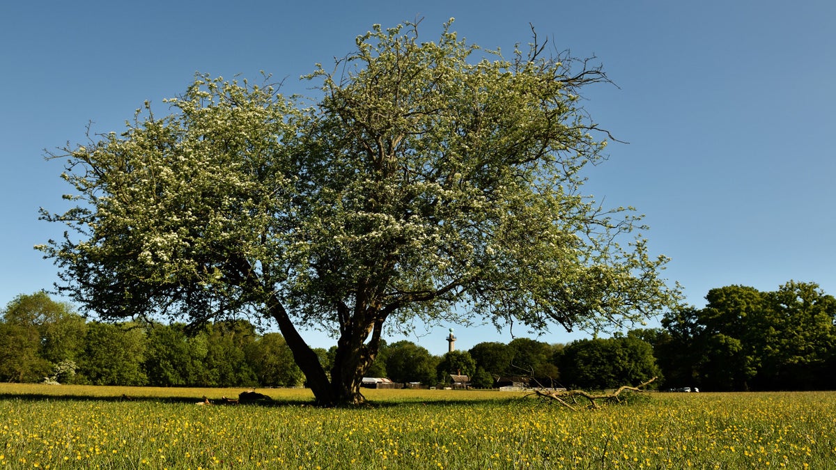 Ancient Woodland at AshridgeHertfordshire National Trust