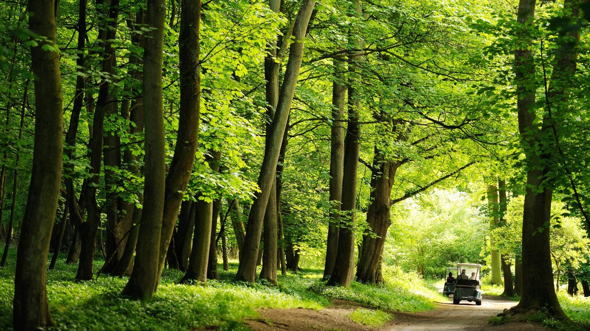 Forest bathing Mindfulness Woodlands National Trust