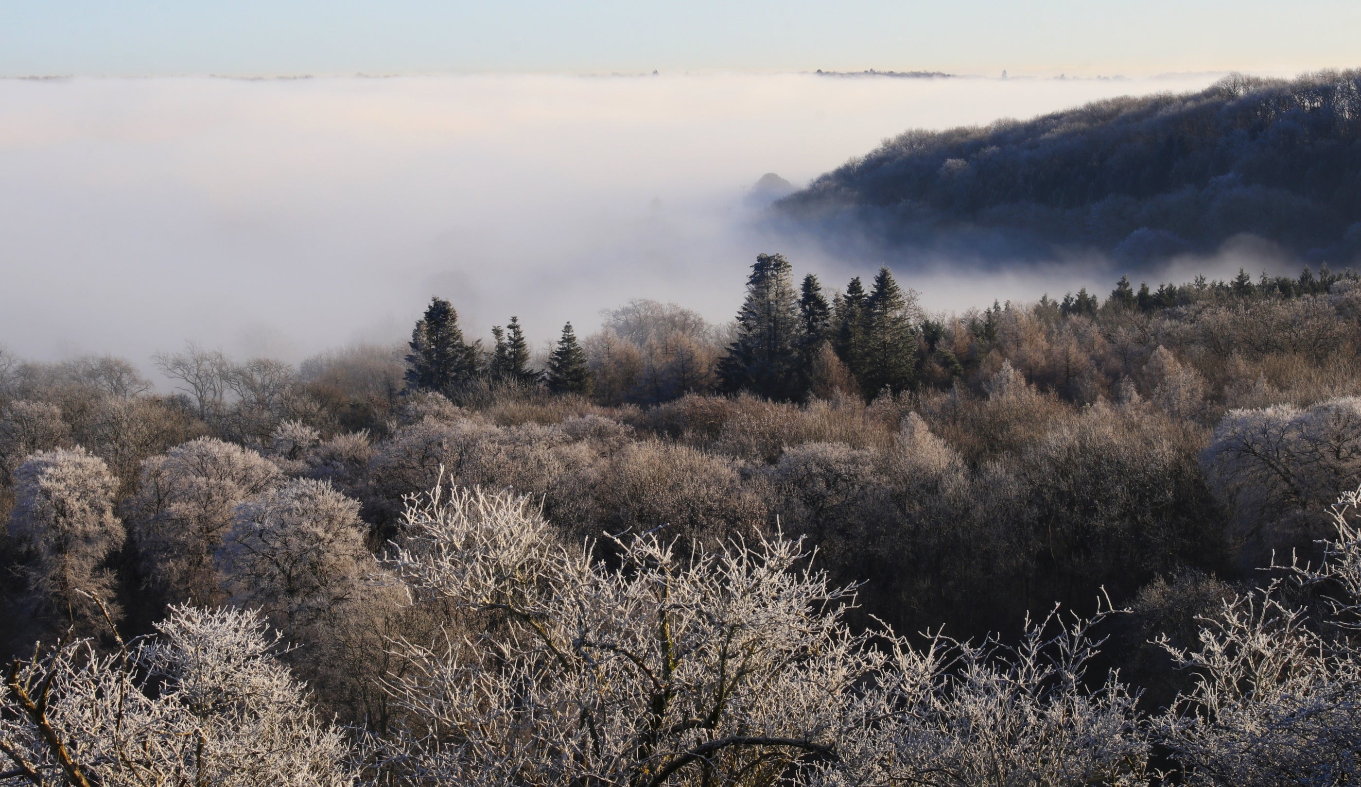 A winter landscape looking out across the top of a forest. The trees are covered in ice, and mist hangs low.