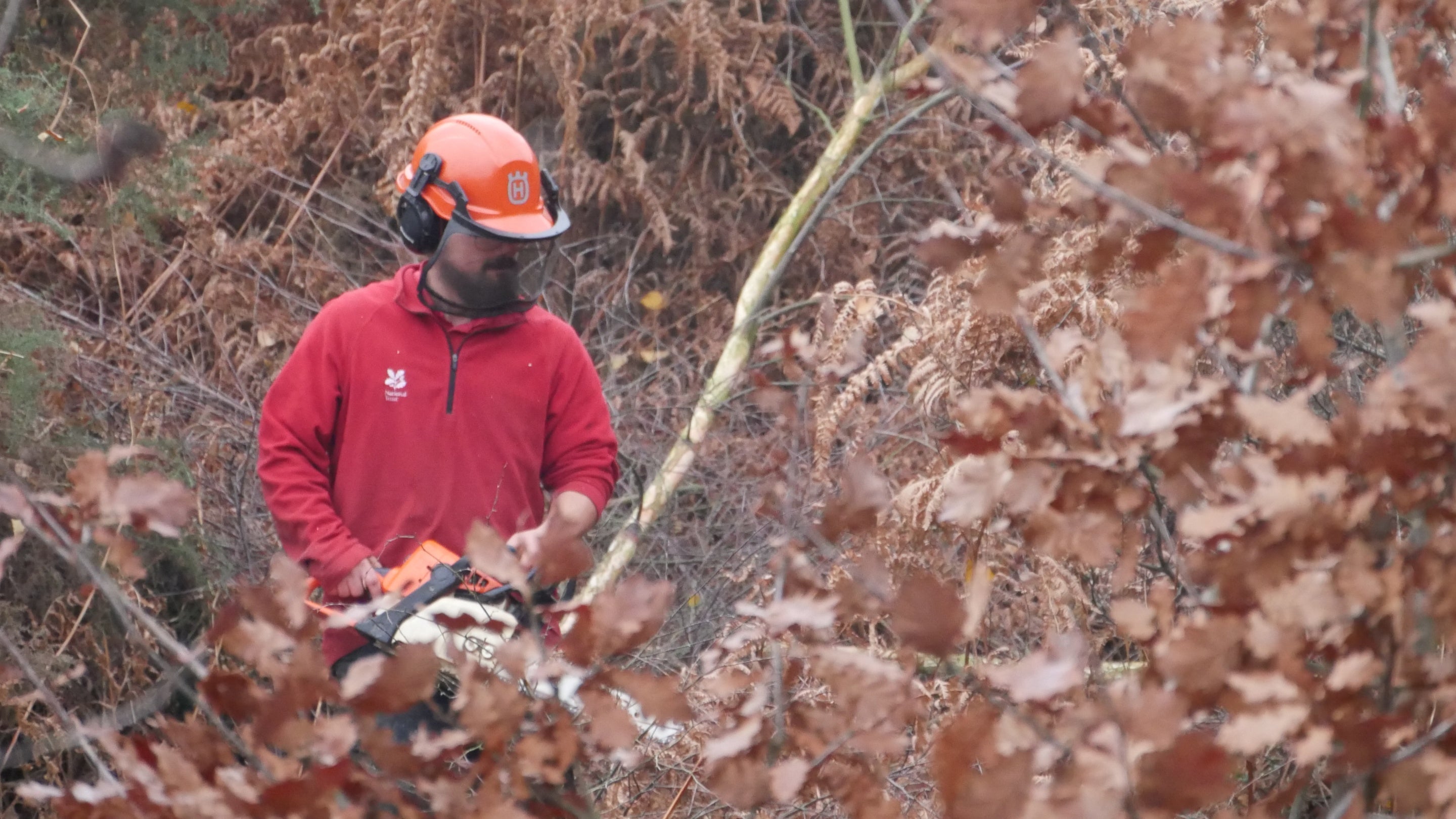 A National Trust ranger felling trees with a chainsaw at Danbury Commons and Blakes Wood, Essex