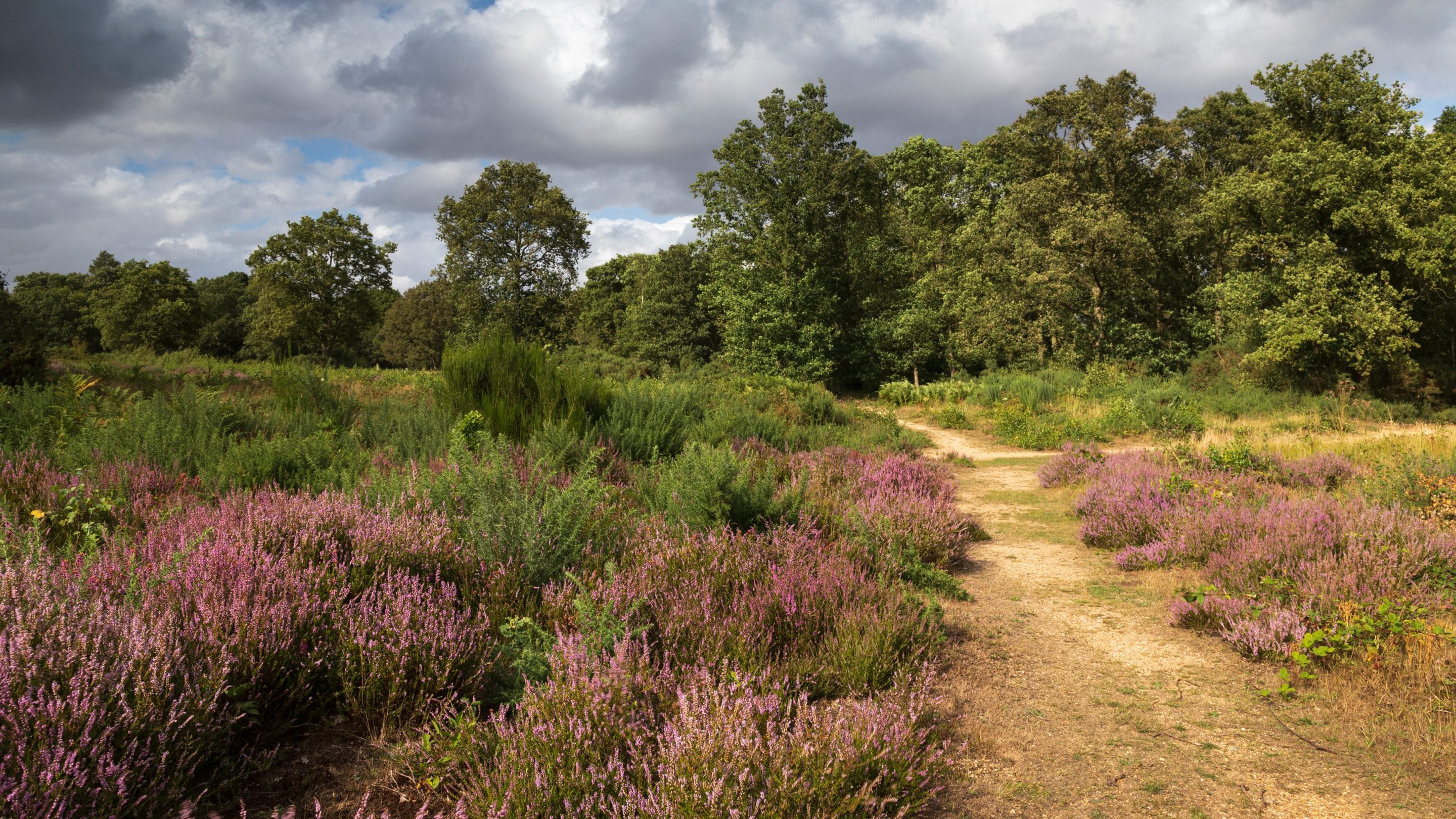 Storm clouds over Danbury Common, Essex