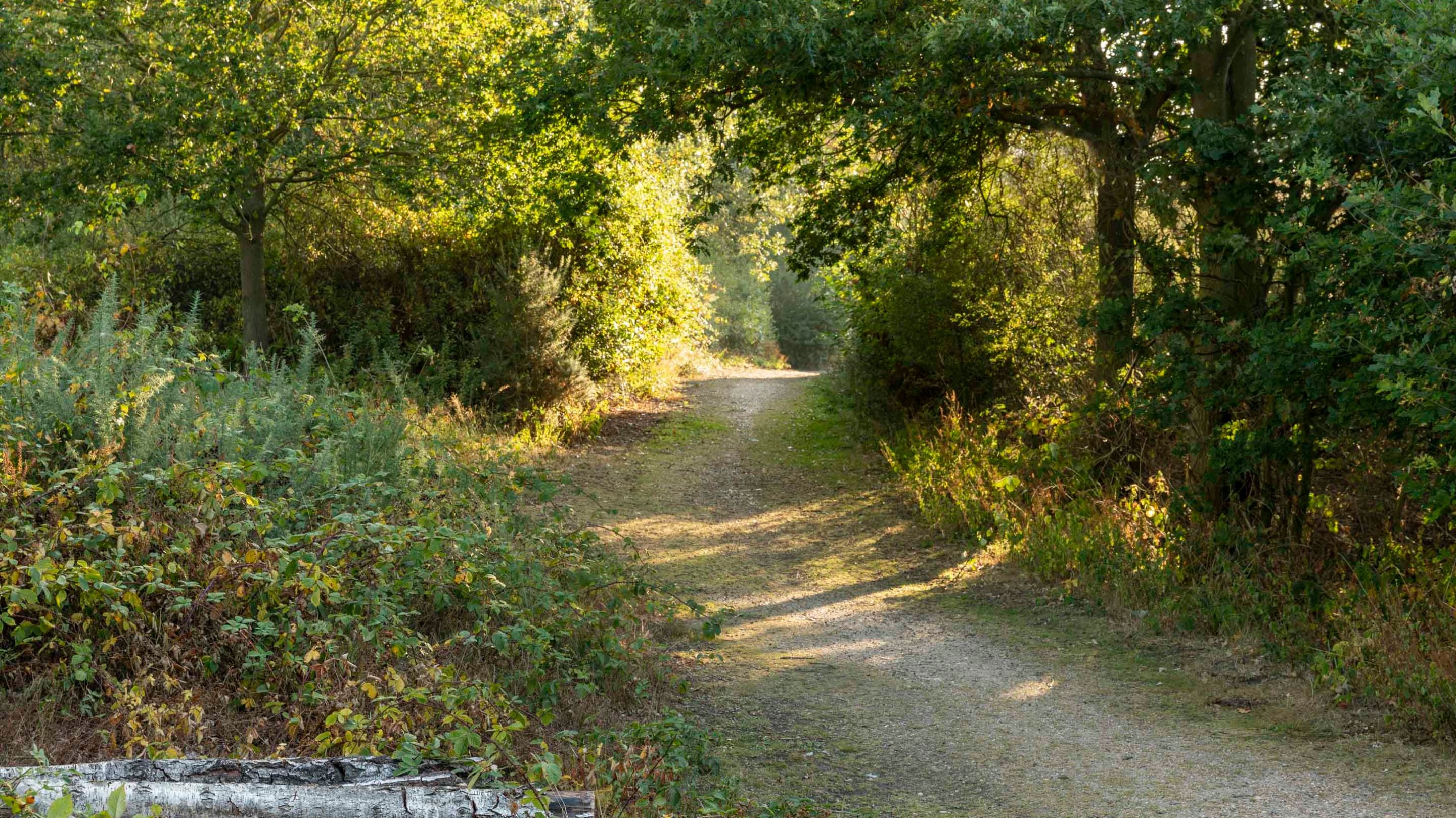 Sunlight on a wooded path at Danbury Common, Essex in summer