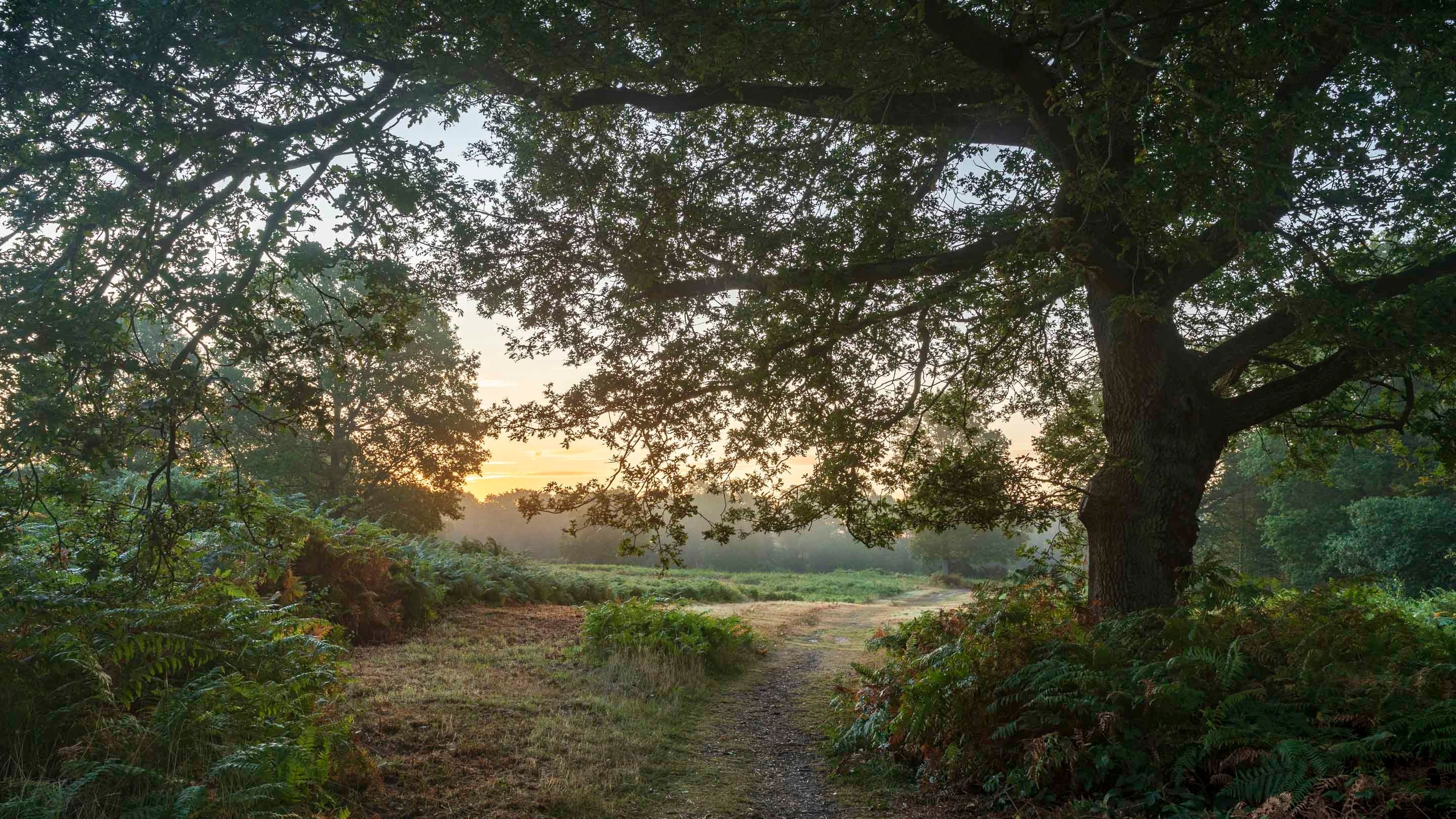 Summer sunset at Danbury Common, Essex