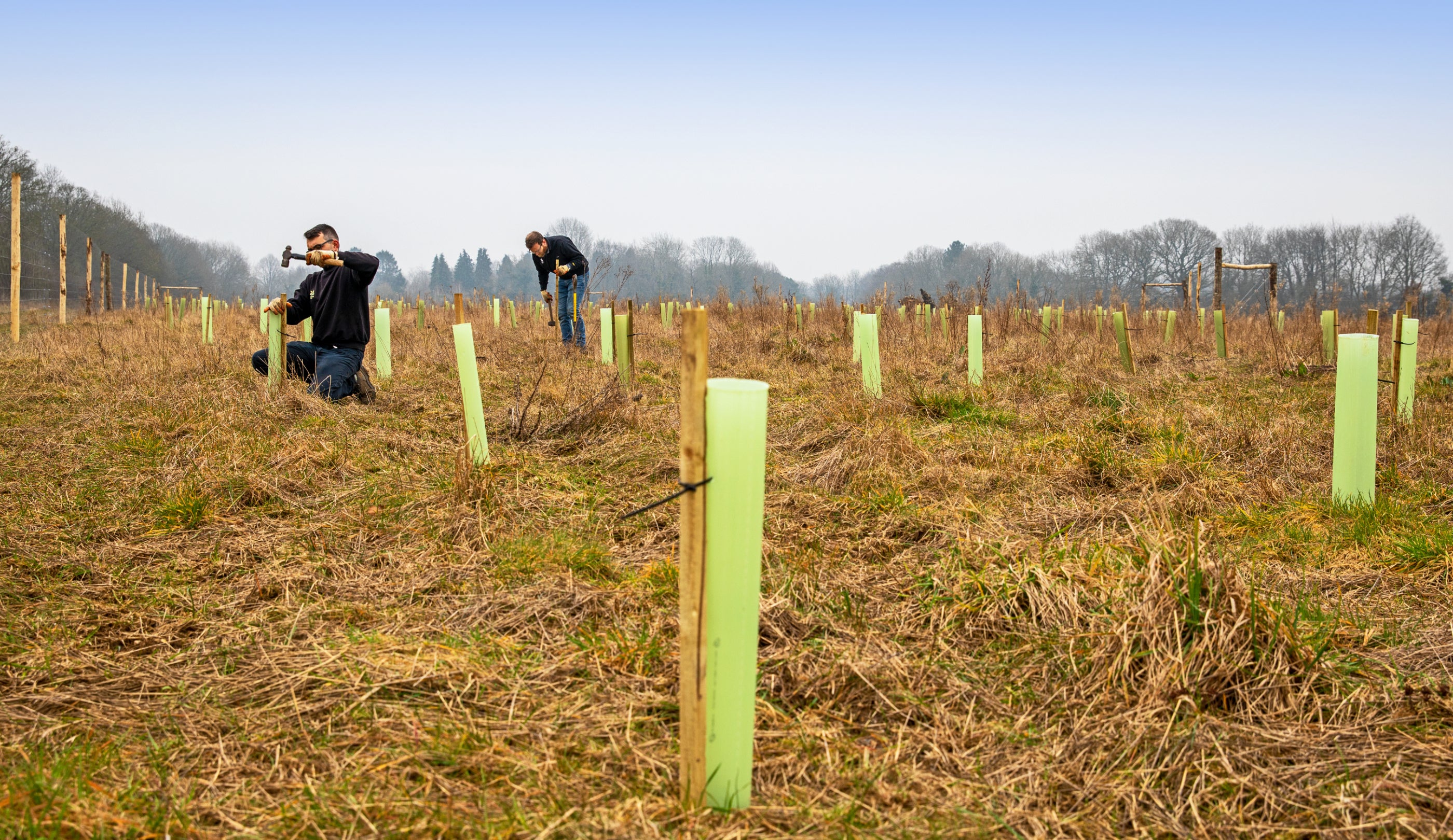 Rangers planting trees at Dunstable Downs as part of major woodland creation project