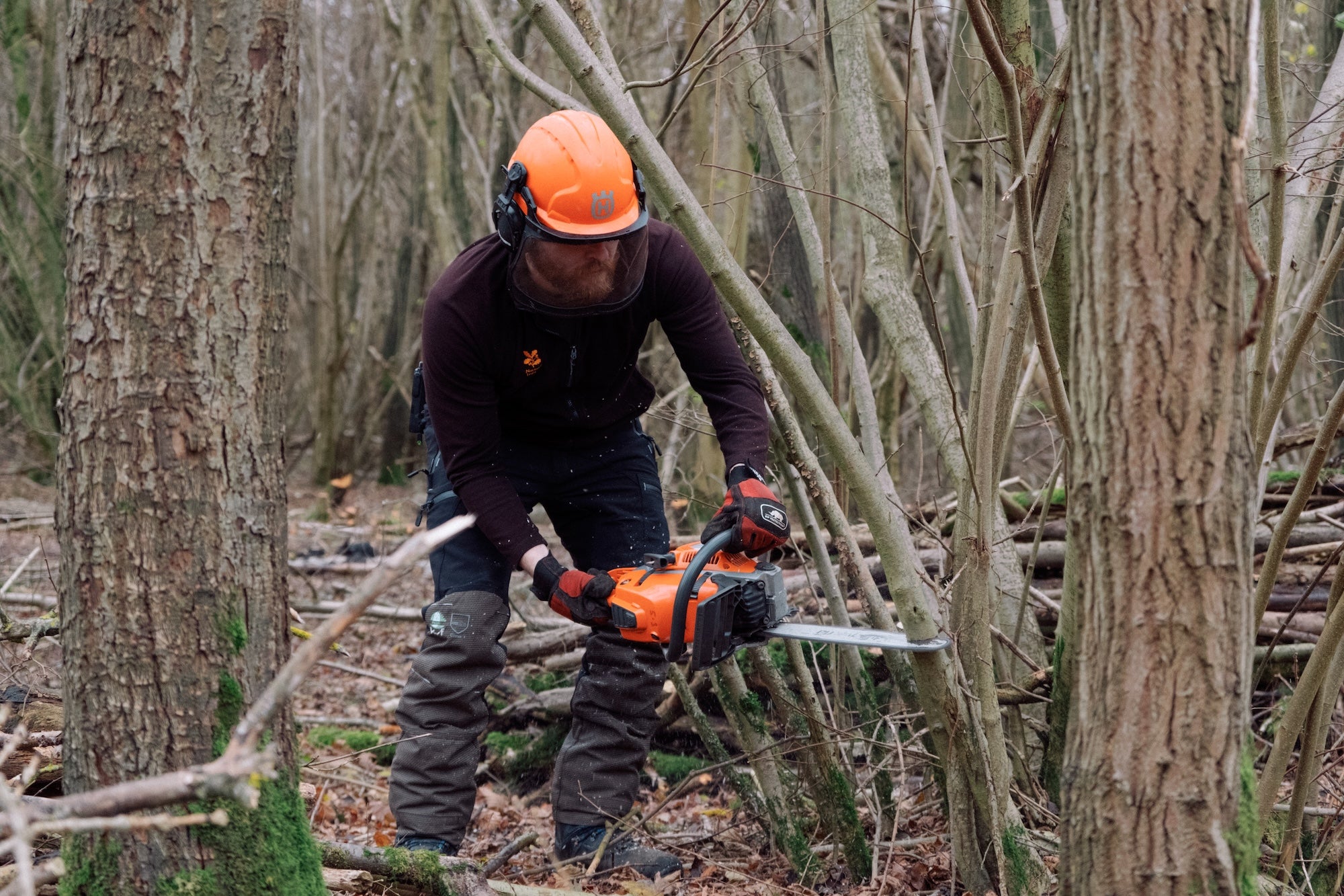 A National Trust ranger creating a coppice using a chainsaw at Hatfield Forest, Essex