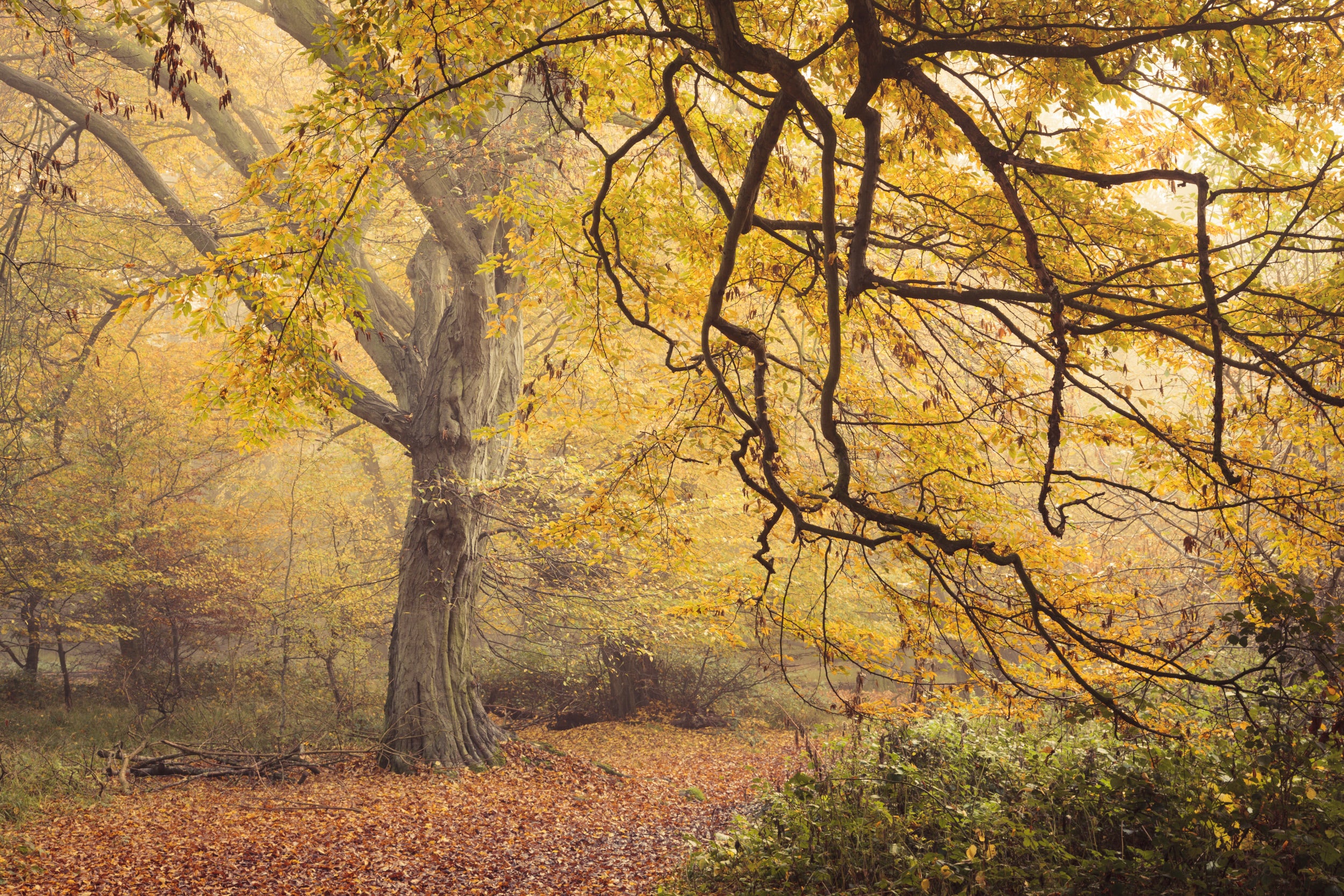 Trees in autumn at Hatfield Forest, Essex