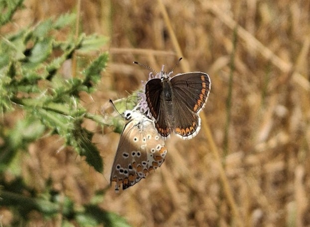Brown Argus Butterfly on Thistle