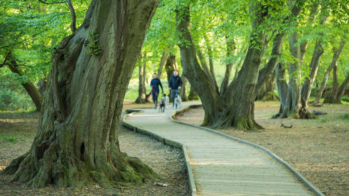 Discover Hatfield Forest Essex National Trust