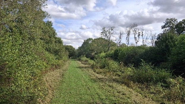 Image of freshly cut ride in western coppice