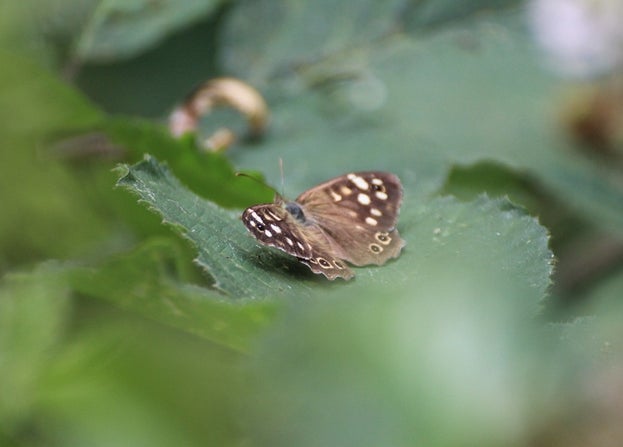 Image shows Speckled Wood Butterfly on leaf