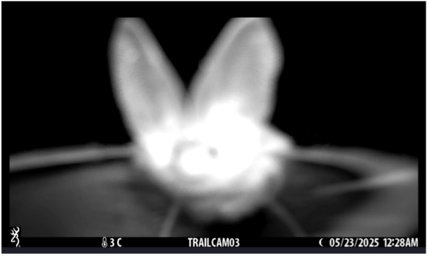 A brown long-eared bat getting a close look at one of the trail cameras at Hatfield Forest, Essex