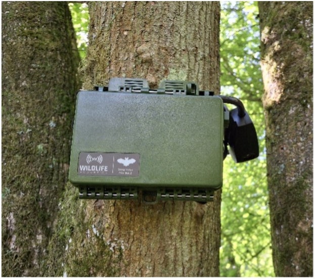 A bat recorder set up in a tree in the north of Hatfield Forest, Essex