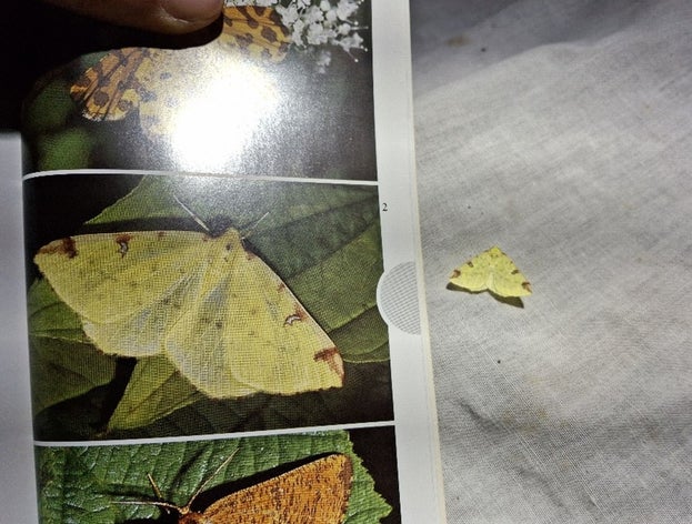 Image of Brimstone Moth next to ID book