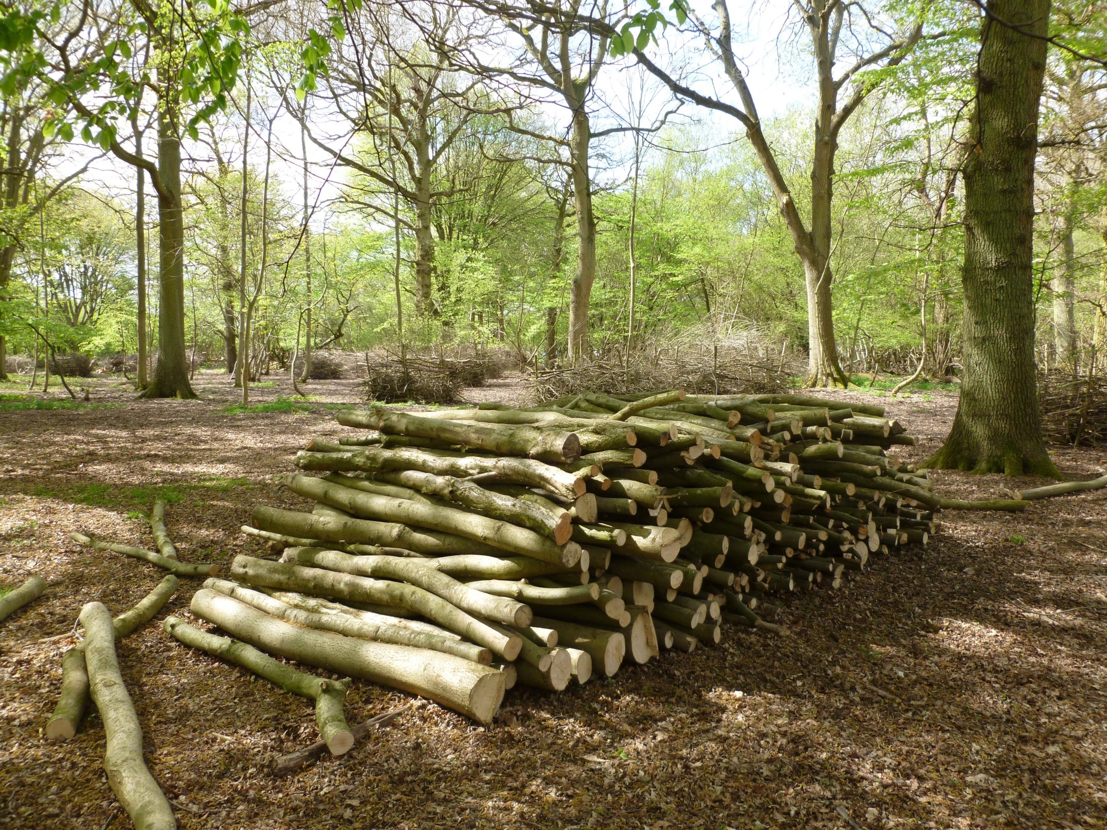 The image shows a pile of logs in a coppice, with a backdrop of trees