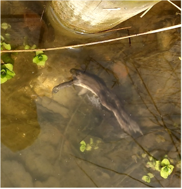 A common frog swimming near the jetty in the decoy lake at Hatfield Forest, Essex