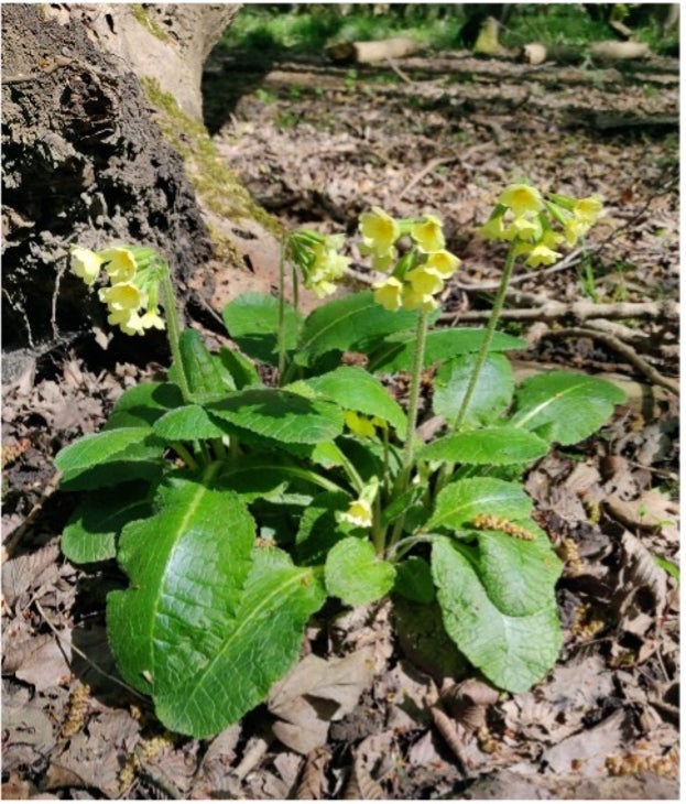 An oxlip plant in Wall Wood at Hatfield Forest, Essex